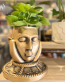 decorative plant